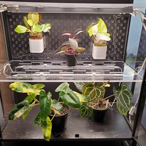 May include: A glass terrarium with a clear acrylic shelf and a black metal frame. The terrarium contains five plants, including a variegated philodendron, a pink anthurium, and a variegated monstera.
