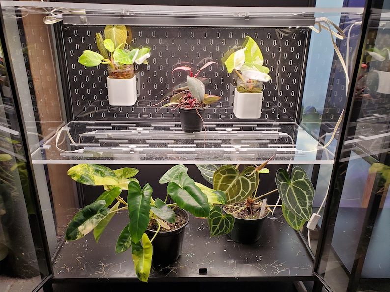 May include: A glass terrarium with a clear acrylic shelf and a black metal frame. The terrarium contains five plants, including a variegated philodendron, a pink anthurium, and a variegated monstera.
