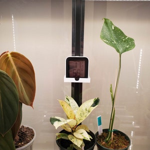 May include: Three potted plants in a glass enclosure. A white digital thermometer and hygrometer reads 71 degrees Fahrenheit and 55% humidity. The plants are a variegated monstera, a variegated ficus, and a philodendron.