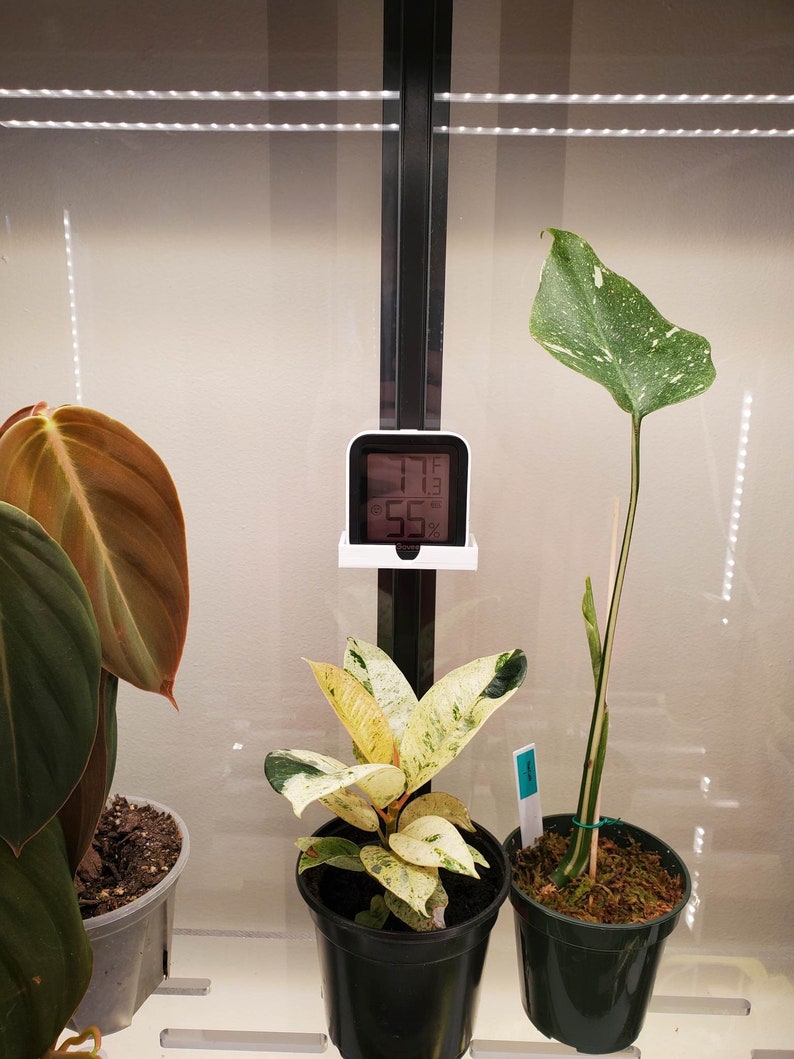 May include: Three potted plants in a glass enclosure. A white digital thermometer and hygrometer reads 71 degrees Fahrenheit and 55% humidity. The plants are a variegated monstera, a variegated ficus, and a philodendron.