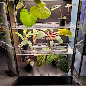 May include: A glass cabinet with multiple shelves, each holding potted plants. The plants include a large green leafed plant, a plant with red stems, and a plant with dark green leaves. The cabinet has a black frame and clear glass shelves.