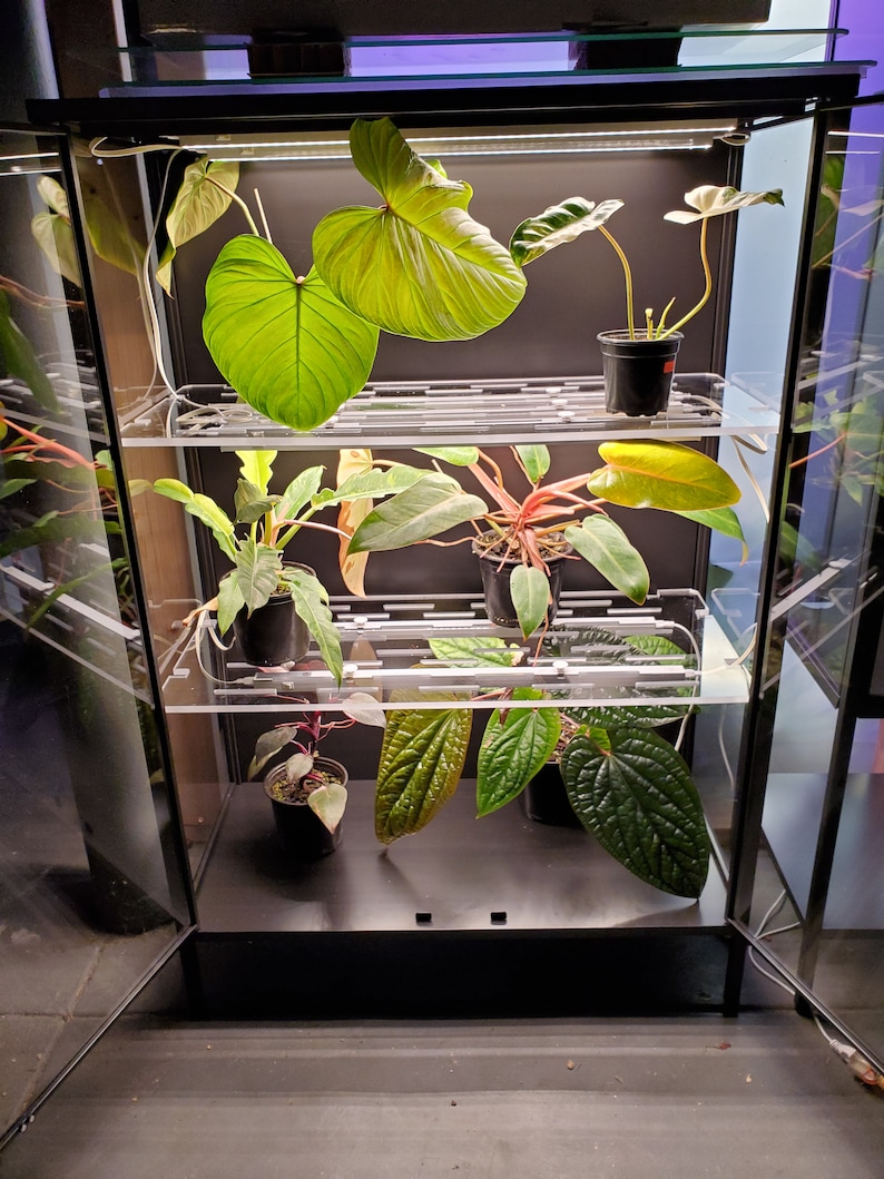 May include: A glass cabinet with multiple shelves, each holding potted plants. The plants include a large green leafed plant, a plant with red stems, and a plant with dark green leaves. The cabinet has a black frame and clear glass shelves.