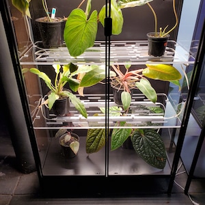 May include: A black glass display case with multiple shelves, containing various houseplants in pots. The plants are illuminated by overhead lights.