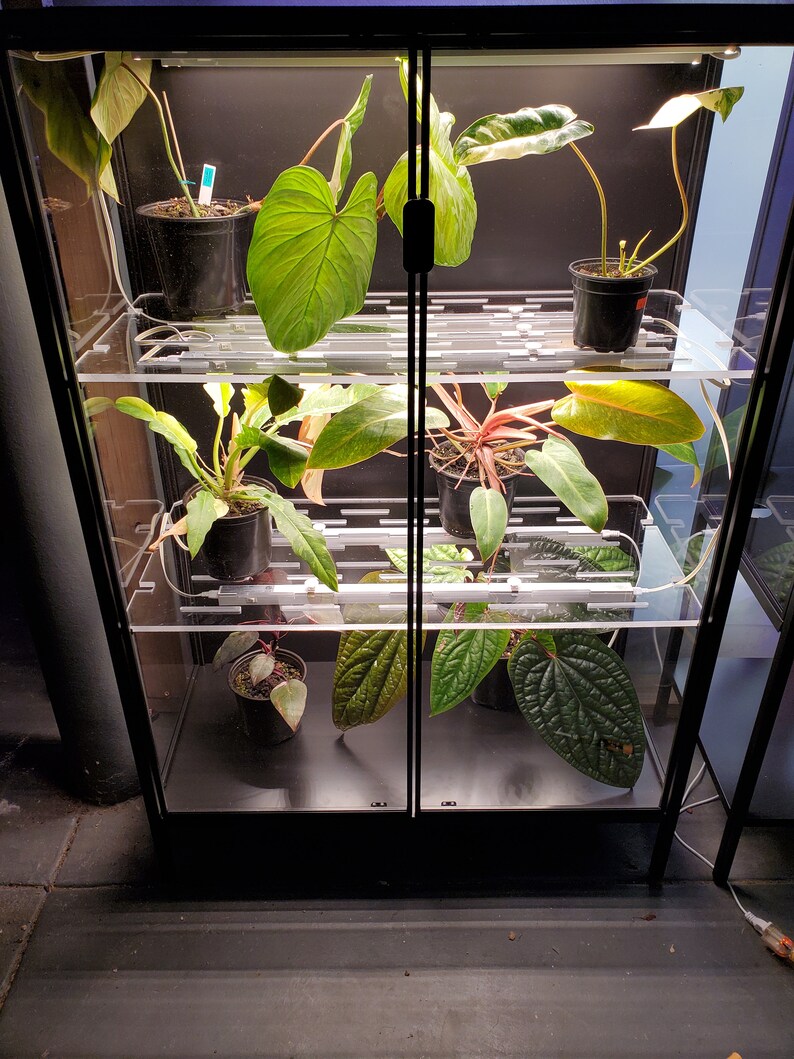 May include: A black glass display case with multiple shelves, containing various houseplants in pots. The plants are illuminated by overhead lights.