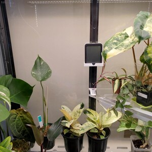 May include: A close-up of a plant shelf with various houseplants, including a variegated monstera, a philodendron, and a pothos. A digital thermometer is mounted on the shelf.