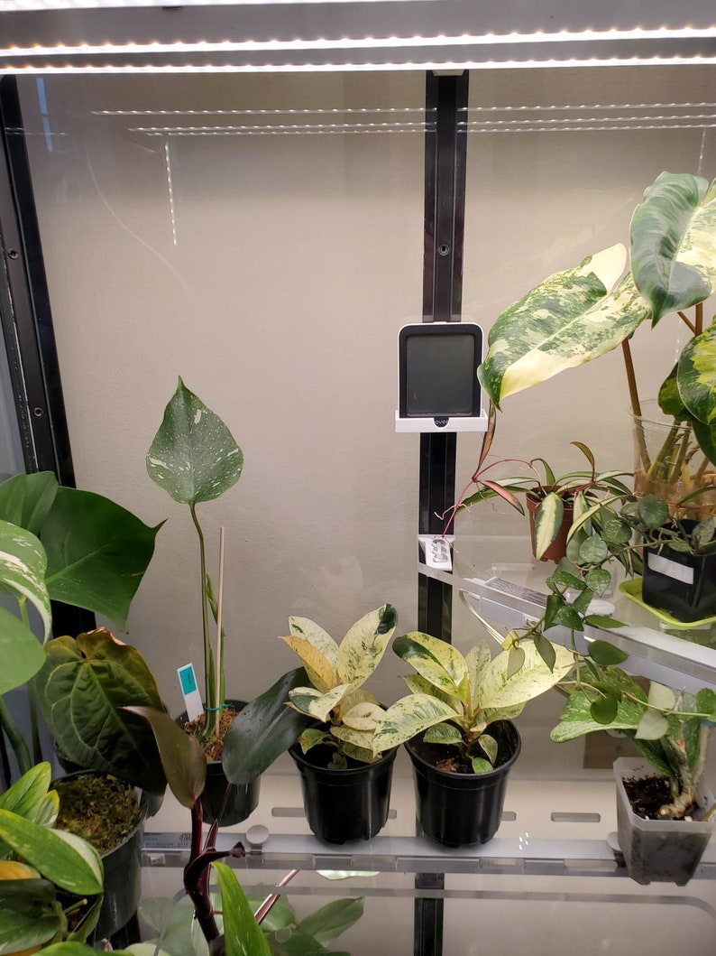 May include: A close-up of a plant shelf with various houseplants, including a variegated monstera, a philodendron, and a pothos. A digital thermometer is mounted on the shelf.