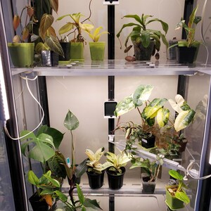 May include: A glass shelf unit with multiple plants in pots. The plants are various shades of green, yellow, and white. The unit has a white background and a black frame.