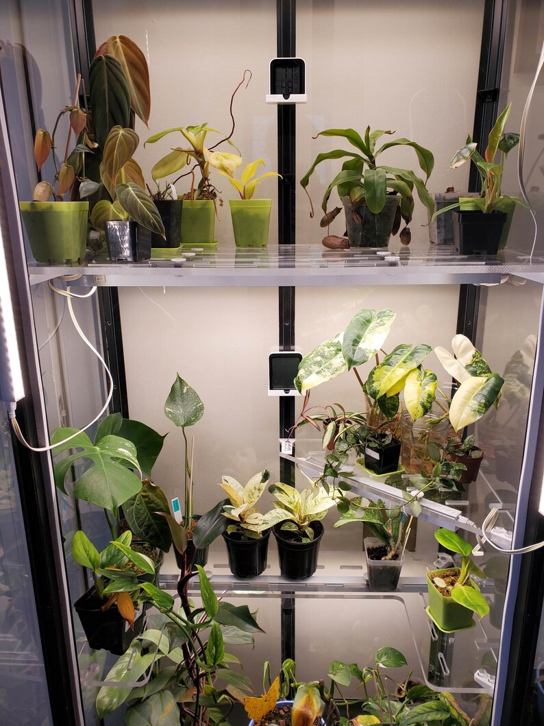 May include: A glass shelf unit with multiple plants in pots. The plants are various shades of green, yellow, and white. The unit has a white background and a black frame.