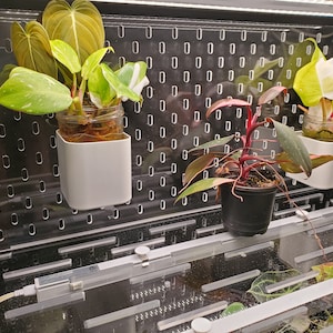 May include: Three plants in white pots are mounted on a black pegboard wall. The plants are in clear glass jars with roots visible. The plants are a variegated philodendron, a red-leafed plant, and a variegated monstera.