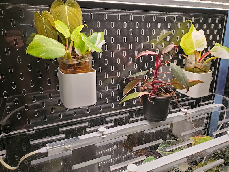 May include: Three plants in white pots are mounted on a black pegboard wall. The plants are in clear glass jars with roots visible. The plants are a variegated philodendron, a red-leafed plant, and a variegated monstera.