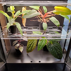 May include: A glass terrarium with four plants. The plants are in black pots and are growing on shelves. The terrarium has a black metal frame.