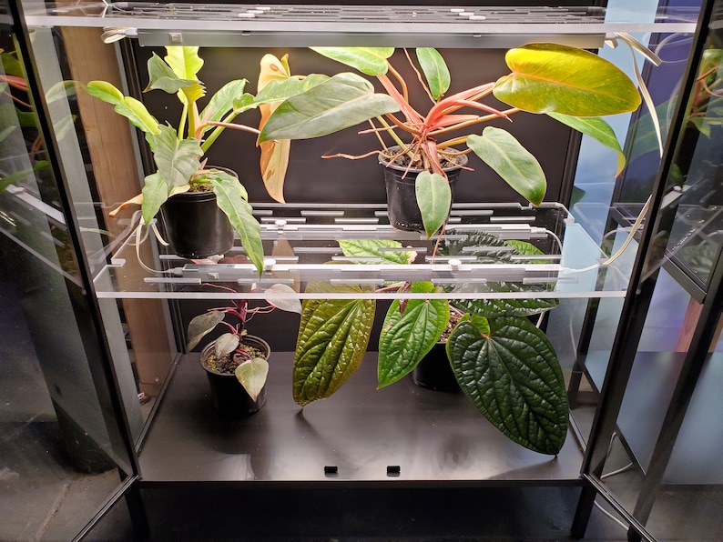 May include: A glass terrarium with four plants. The plants are in black pots and are growing on shelves. The terrarium has a black metal frame.