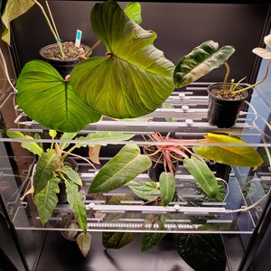 May include: A glass display case with multiple shelves, each containing potted plants. The plants are a variety of green, red, and white, with some having large, heart-shaped leaves. The shelves are made of clear acrylic and have a grid pattern.