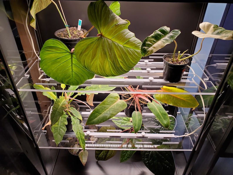 May include: A glass display case with multiple shelves, each containing potted plants. The plants are a variety of green, red, and white, with some having large, heart-shaped leaves. The shelves are made of clear acrylic and have a grid pattern.