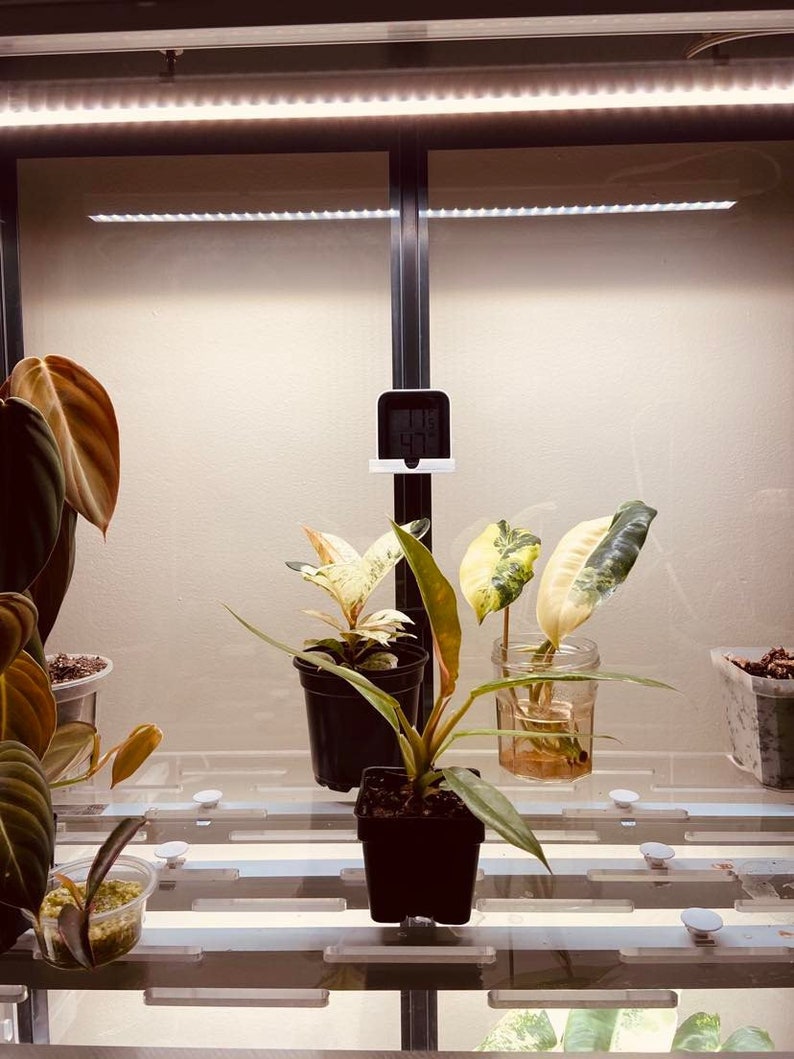 May include: A glass shelf unit with multiple plants in pots. The plants have green and white variegated leaves. A digital thermometer is mounted on the shelf. The shelf is lit by a white LED light strip.