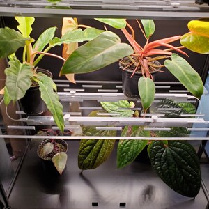 May include: Three potted plants in a glass terrarium with a black frame. The plants are a variegated philodendron, a pink anthurium, and a green plant with large leaves. The terrarium has a clear glass top and a black metal frame.