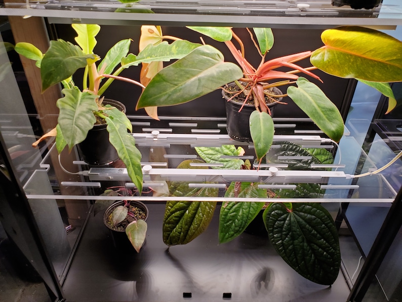 May include: Three potted plants in a glass terrarium with a black frame. The plants are a variegated philodendron, a pink anthurium, and a green plant with large leaves. The terrarium has a clear glass top and a black metal frame.