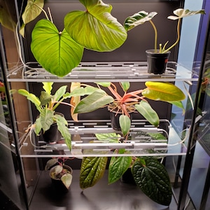 May include: A glass terrarium containing a variety of plants, including a large green leaf plant, a red and green plant, and a smaller green plant. The terrarium has a black frame and two shelves.