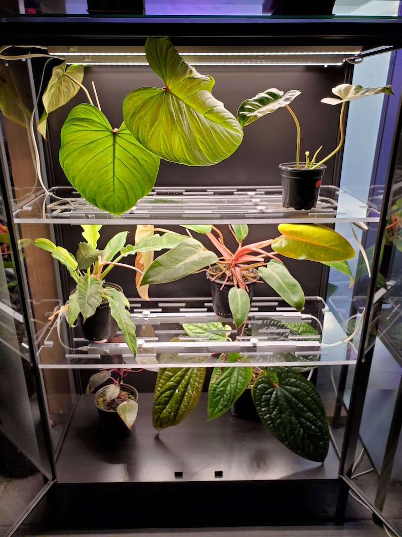 May include: A glass terrarium containing a variety of plants, including a large green leaf plant, a red and green plant, and a smaller green plant. The terrarium has a black frame and two shelves.