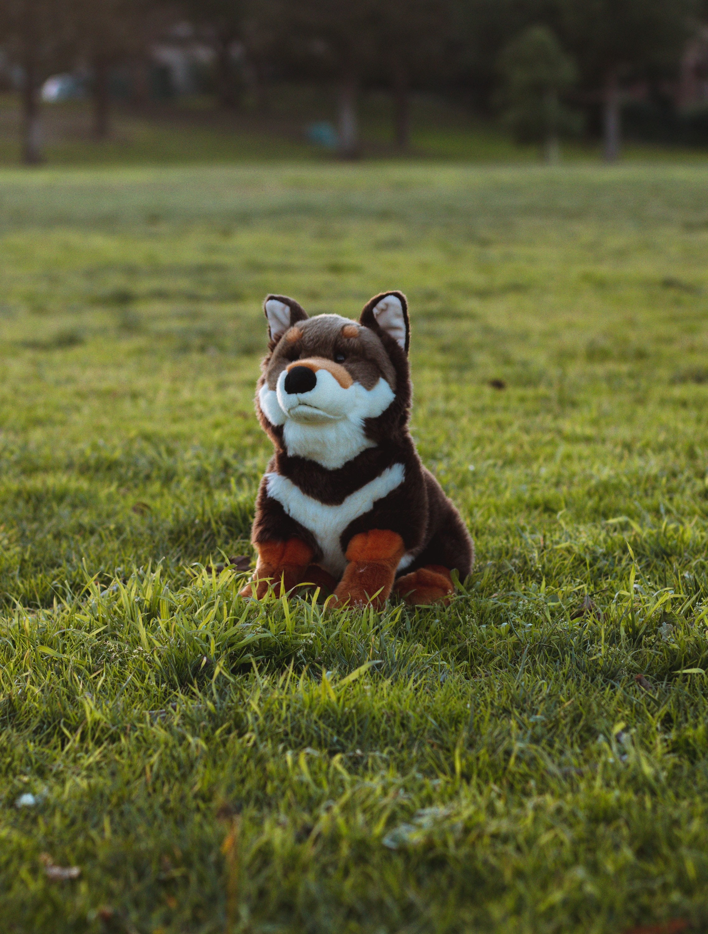 【 shibainu51 】 SKJ USA Choky Shiba Inu Puppy Dog w/Japanese Bib, Nice & Clean 8