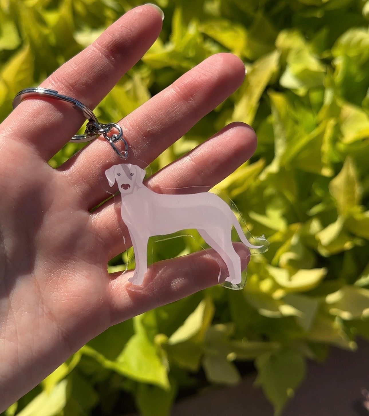 Rajapalayam dog cheap seller