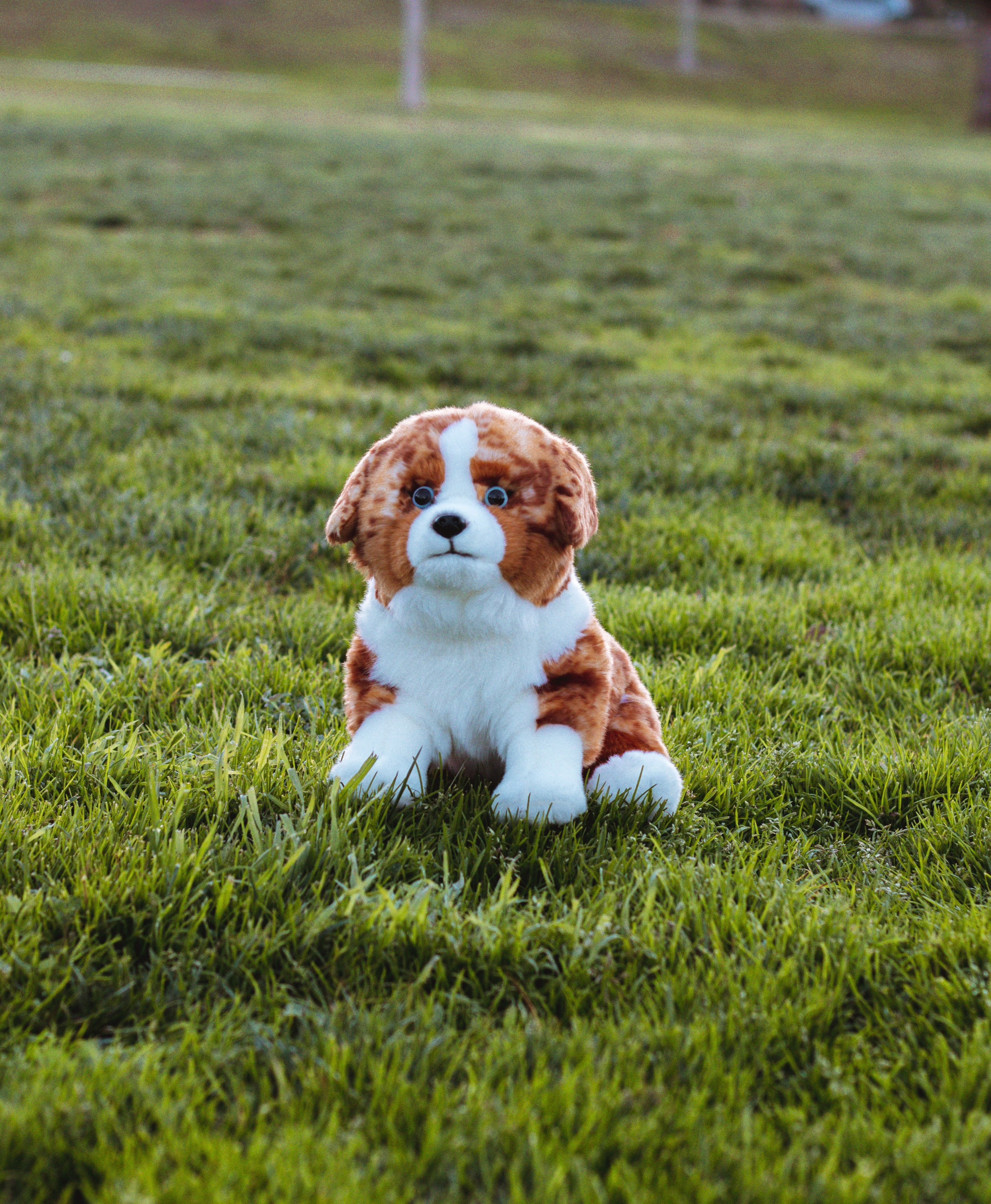 Peluche pour chien de berger australien rouge merle, 40 cm 15 po. -   France