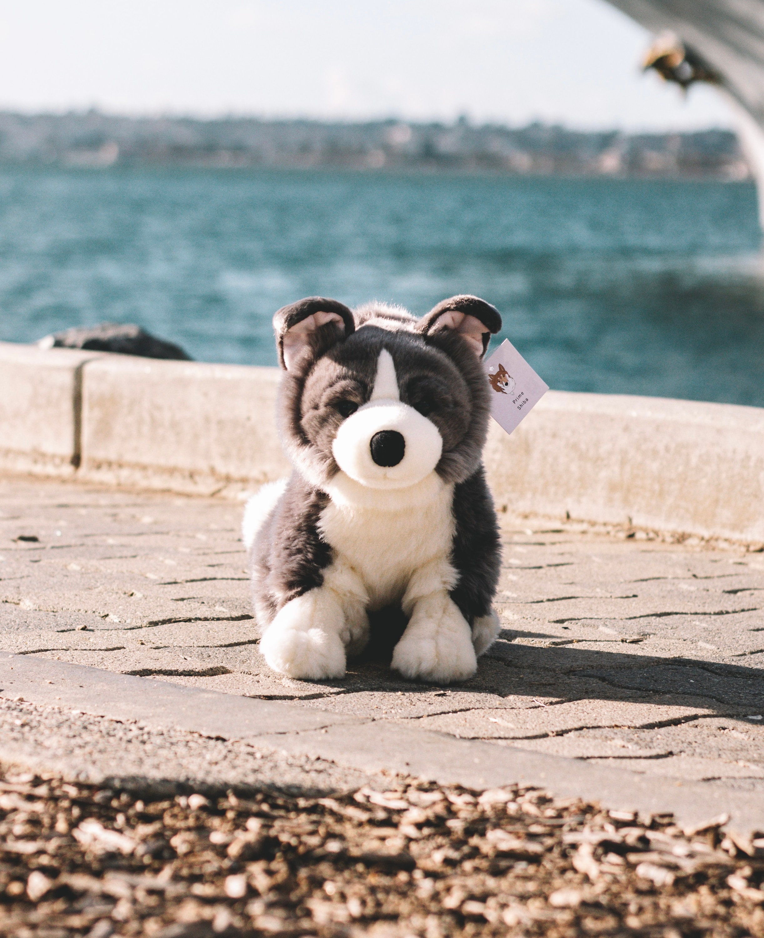 Cuddle Puppies Border Collie Plush Soft Toy Dog 22cm Stuffed Animal by Keel  Toys