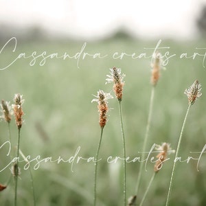 set of 5 boho art photography prints morning dew