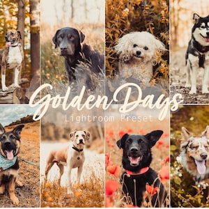 Golden Days (Single Desktop and Mobile Lightroom Preset for Instagram, Pets, Dogs, Cats)