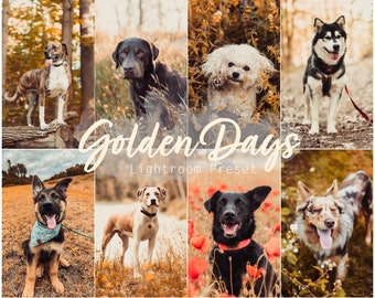 Golden Days (Einzelnes Desktop und Mobile Lightroom Preset für Instagram, Haustiere, Hunde, Katzen)