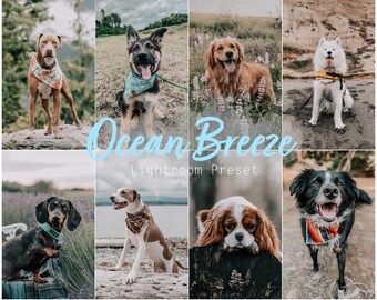 Ocean Breeze (Desktop und Mobile Lightroom Single Preset für Instagram, Pets, Dogs, Cats, Influencer)
