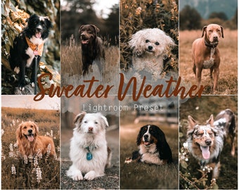 Sweater Weather (Single Desktop und Mobile Lightroom Preset für Instagram, Haustiere, Hunde, Katzen, Influencer, Menschen)