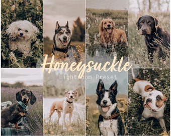 Honeysuckle (Desktop und Mobile Lightroom Single Preset für Instagram, Pets, Dogs, Cats, Influencer)