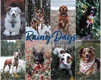 Rainy Days (Desktop und Mobile Lightroom Single Preset für Instagram, Haustiere, Hunde, Katzen)