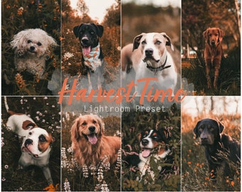 Harvest Time (Einzelnes Desktop- und Mobile-Lightroom-Preset für Instagram, Haustiere, Hunde, Katzen, Influencer, Menschen)