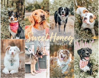 Sweet Honey (Desktop und Mobile Lightroom Single Preset für Instagram, Influencer, Haustiere, Hunde, Katzen)