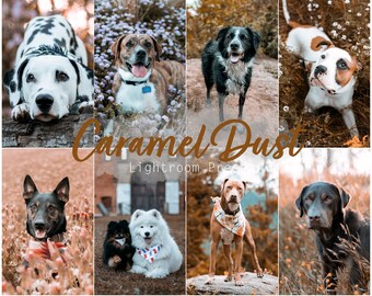 Caramel Dust (2 Desktop und Mobile Lightroom Presets für Instagram, Haustiere, Hunde, Katzen)