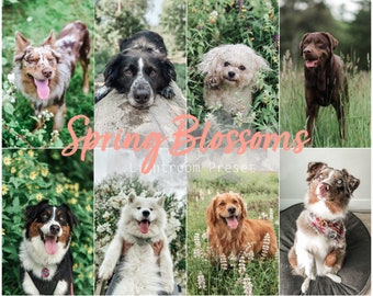 Spring Blossoms (Desktop und Mobile Lightroom Single Preset für Instagram, Haustiere, Hunde, Katzen)