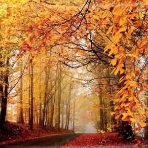 Autumn Forest Tapestry, Vibrant Wall Hanging for Living Room, Fall Tapestry, Bedroom tapestry, Dorm Room tapestry, Landscape backdrop