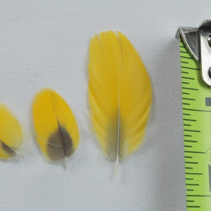 Puede incluir: Tres plumas amarillas con acentos grises se muestran junto a una cinta métrica. La pluma más grande mide aproximadamente 5 cm de largo. Las plumas son de color amarillo brillante y tienen un aspecto suave y texturizado.