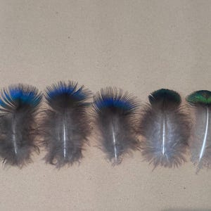 May include: Five individual feathers arranged in a horizontal row. Each feather features a soft, grey, downy base with a distinct, iridescent tip. The tips transition from vibrant blue to deep green, showcasing a natural, metallic sheen on the edges.