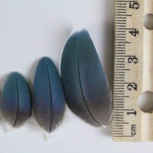 Tiny Blue Genuine Feathers Blue and Gold Macaw