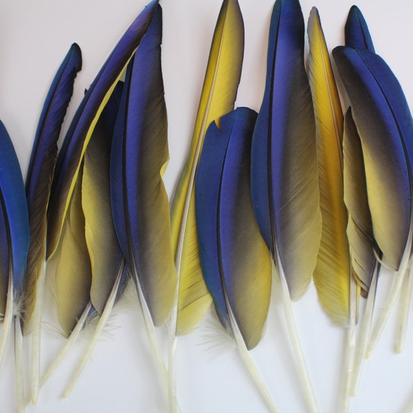 8-12 Inch Flight Feathers Genuine Blue and Gold Macaw