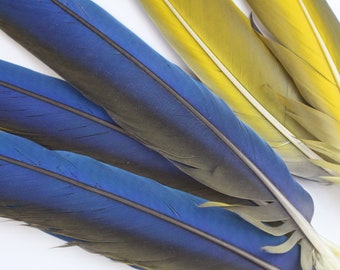 10-22" Genuine Blue and Gold Macaw Tail Feathers