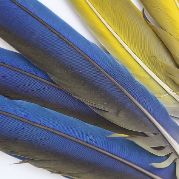 10-22" Genuine Blue and Gold Macaw Tail Feathers