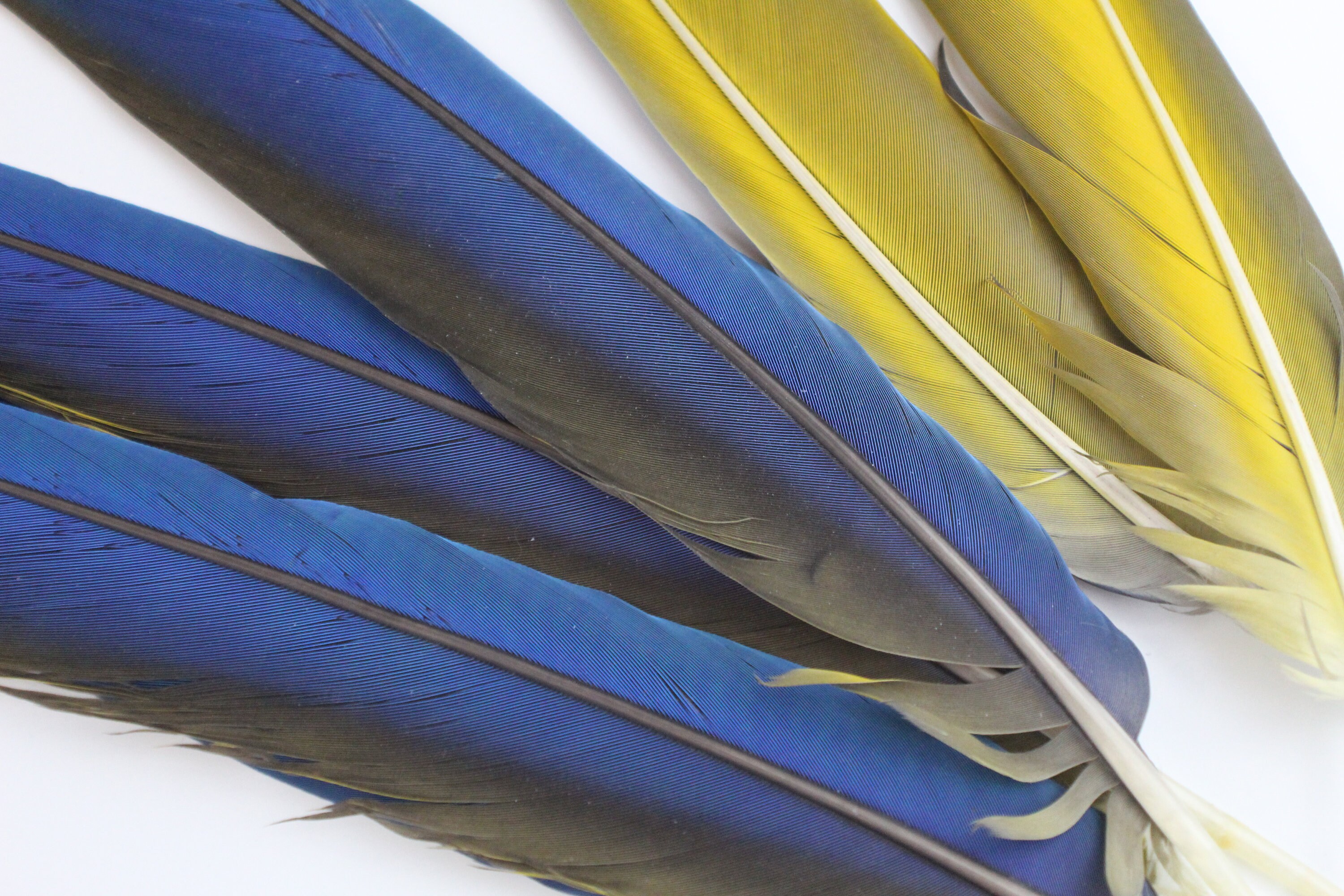Blue Bird Feathers at Rs 1800/pack, Birds Feather in Ghaziabad