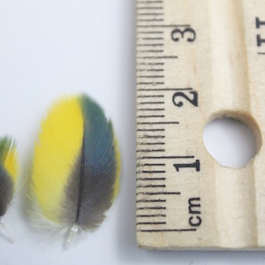 Tiny Multicolored Genuine Feathers Blue and Gold Macaw