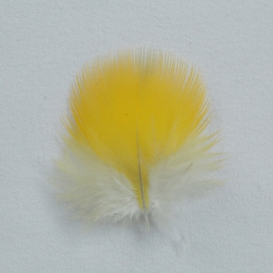 Small Yellow Fluffy Feathers Genuine Blue and Gold Macaw