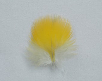 Lot De 18 Plumes D'ara Naturelles - Bleu, Turquoise Et Or - Idéal Pour Créations DIY
