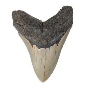 Megalodon prehistoric shark tooth replica - premium resin - 3d printed - 8k resolution